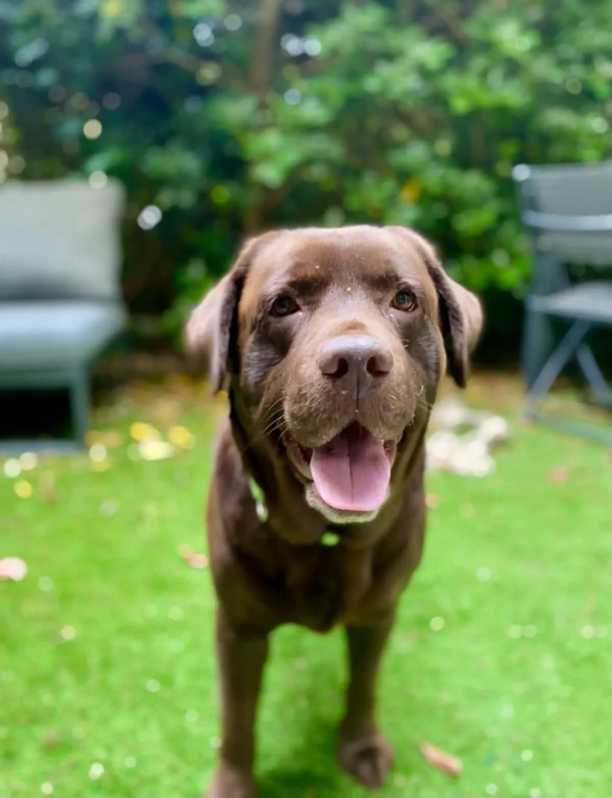Popeye, male 5yo Labrador Retriever for adoption at Association Thalya Protection