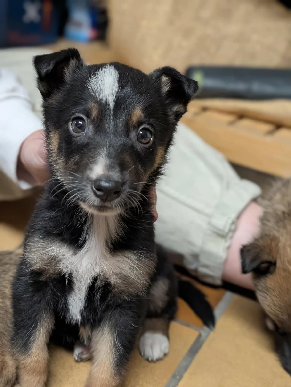 Prochainement à l’adoption (fin Janvier 2026), Mixed Breed for adoption at Association Thalya Protection