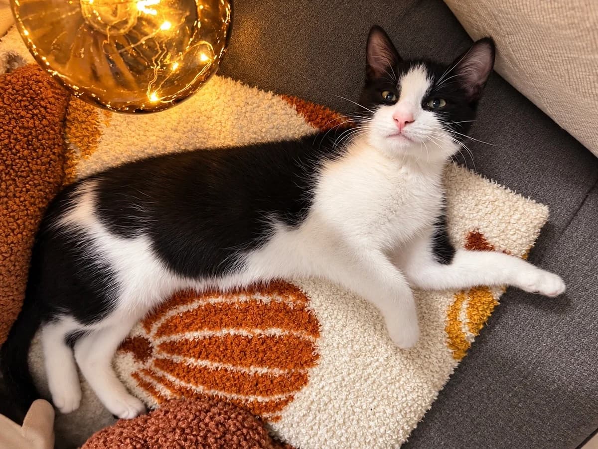 Ragnar, Noir & Blanc male puppy European Shorthair for adoption at Association Thalya Protection