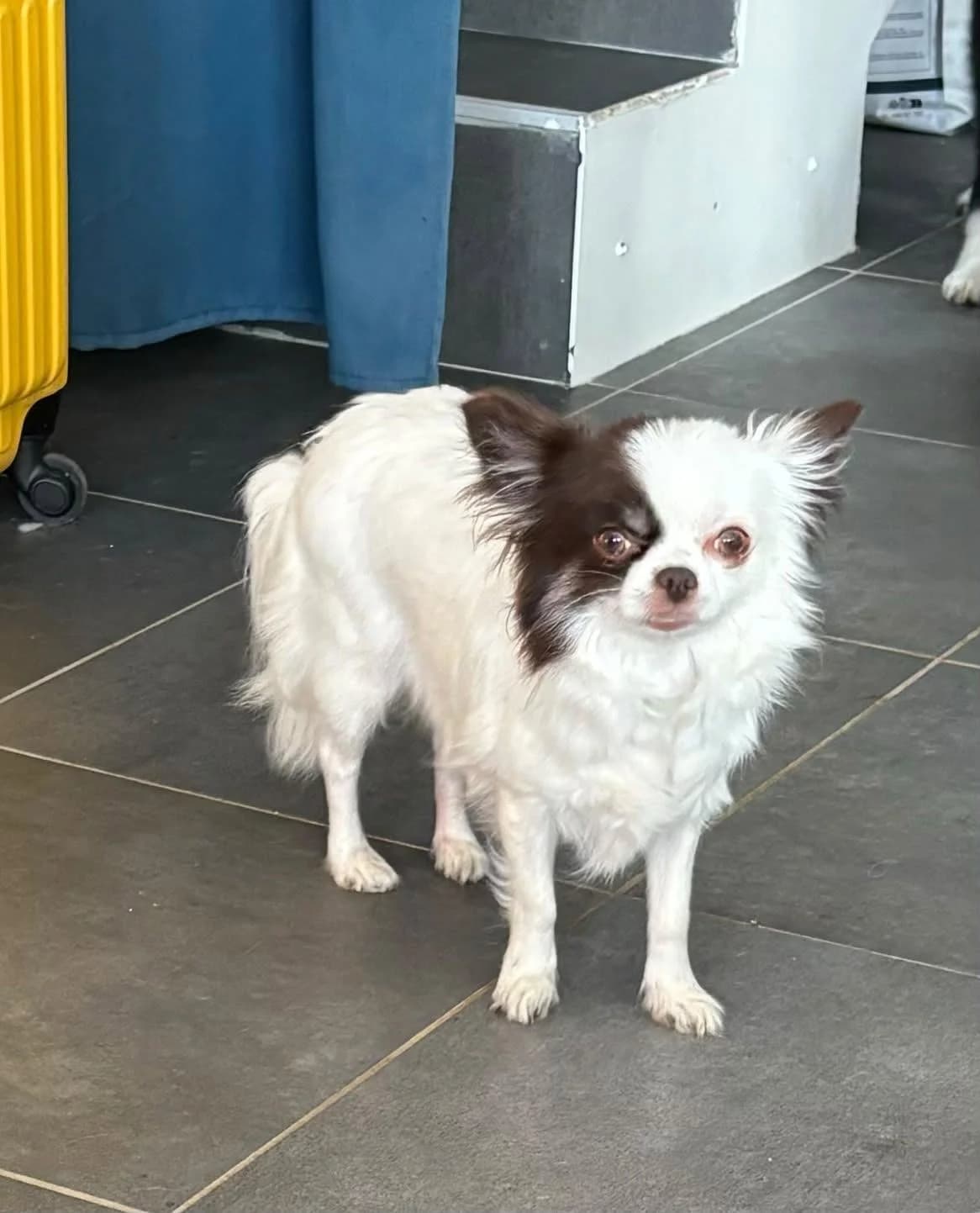 Raïko, Noir et blanc female 6yo Chihuahua for adoption at Association Thalya Protection