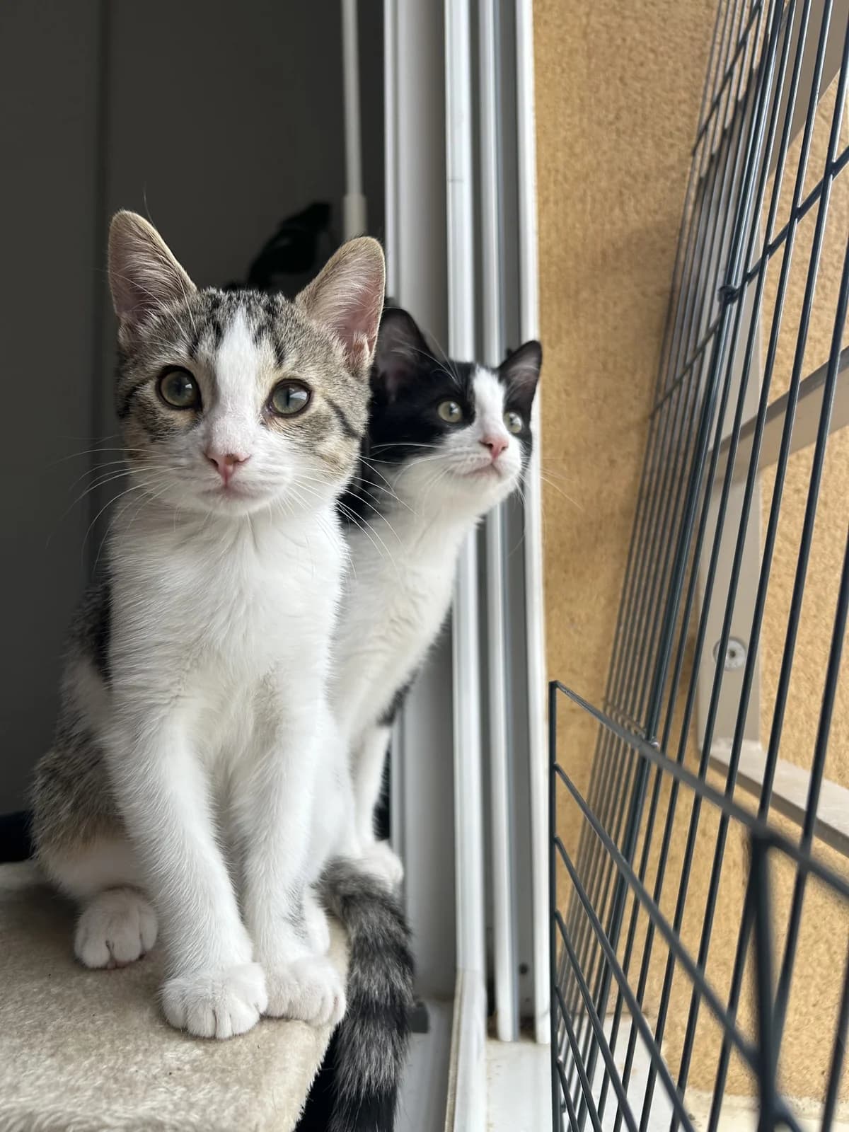 Ron, Tigré et blanc male puppy European Shorthair for adoption at Association Thalya Protection