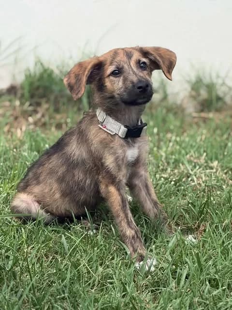 Sawyer, Bringé male puppy mixed breed for adoption at Association Thalya Protection