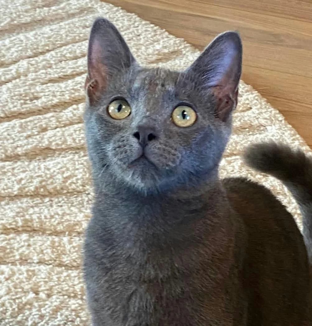 Spider, Gris male puppy European Shorthair for adoption at Association Thalya Protection