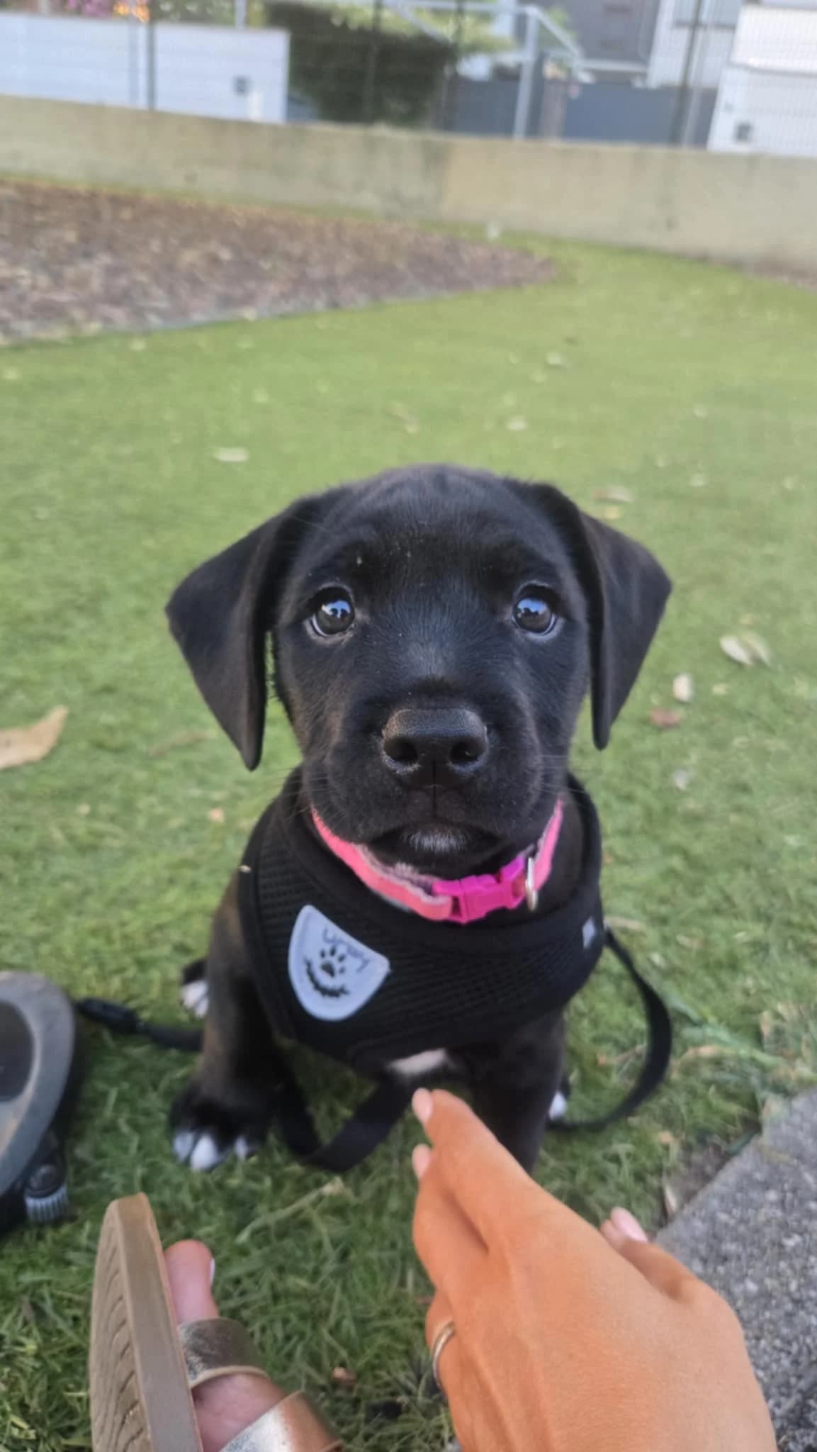 Tiya, noire female puppy Staffordshire Bull Terrier for adoption at Association Thalya Protection