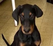 Van Gogh, Noir et feu male puppy Doberman for adoption at Association Thalya Protection