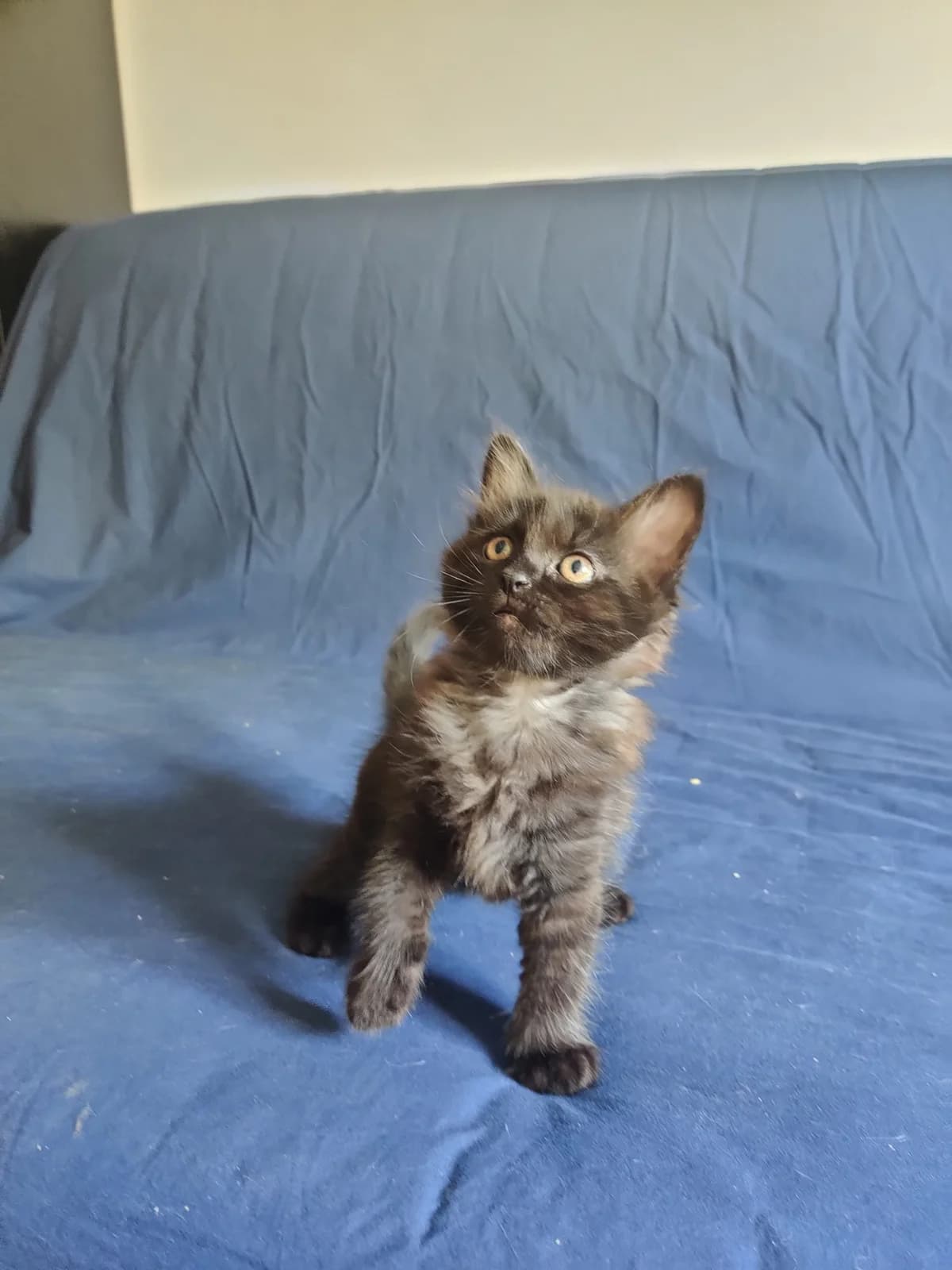 Yami, noire female puppy European Shorthair for adoption at Association Thalya Protection