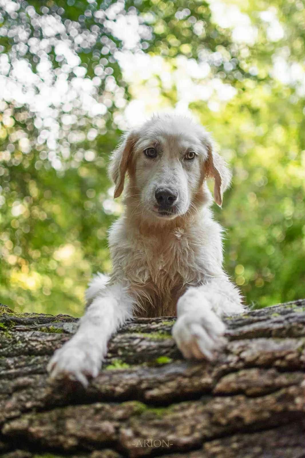Zuna, blanche female puppy mixed breed for adoption at Association Thalya Protection
