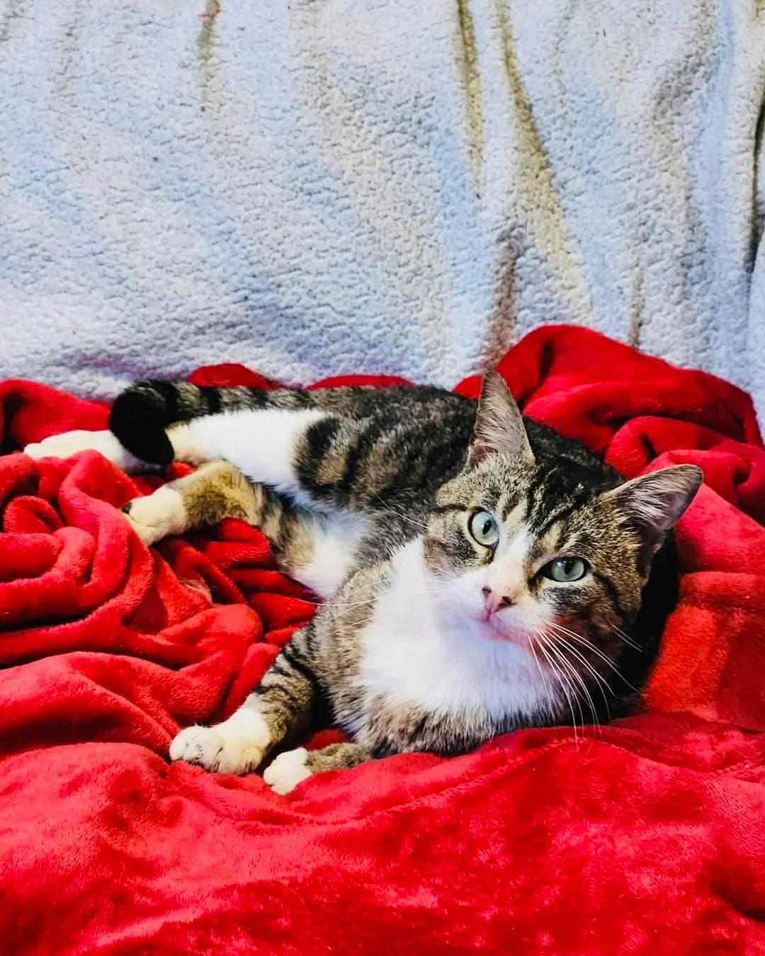 César, male young European Shorthair for adoption at THE BIG FIVE & Co