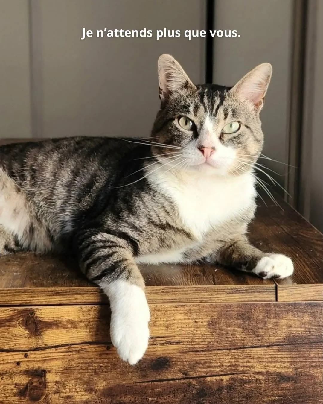 César, male young European Shorthair for adoption at THE BIG FIVE & Co