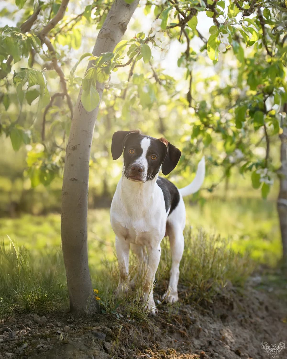 Comète, male young Pointer for adoption at THE BIG FIVE & Co
