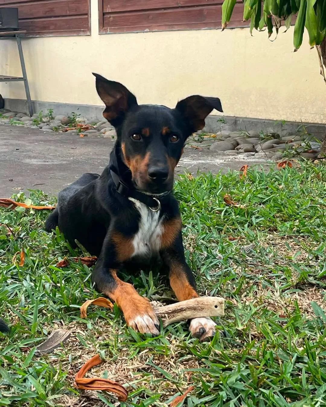 Grimeau, male young mixed breed for adoption at THE BIG FIVE & Co