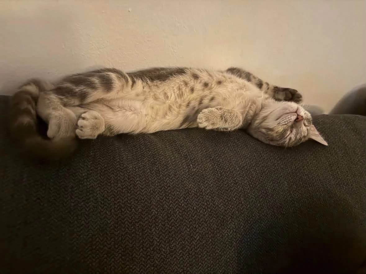Mousseline, female European Shorthair for adoption at THE BIG FIVE & Co