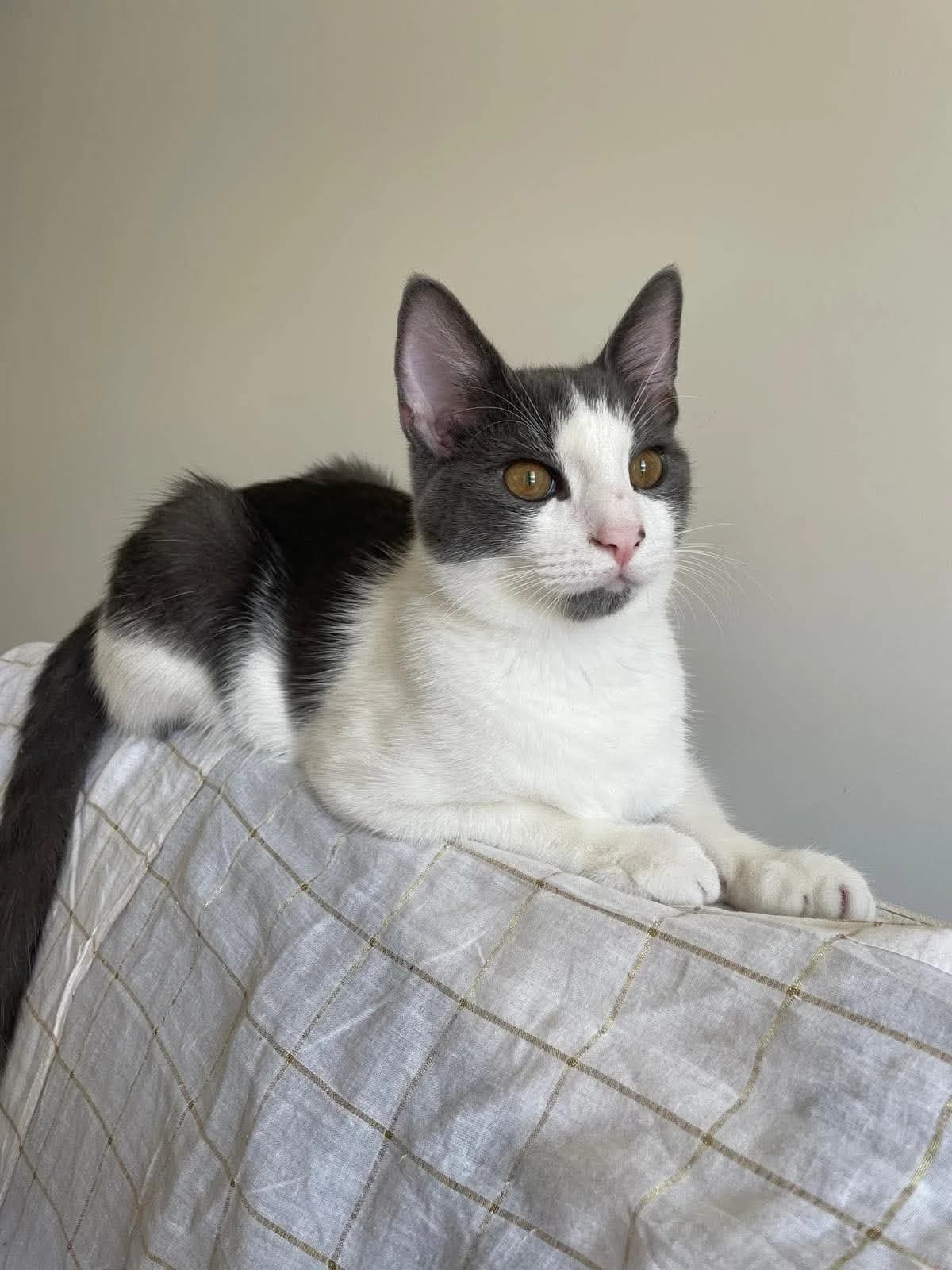 Onyx, female European Shorthair for adoption at THE BIG FIVE & Co