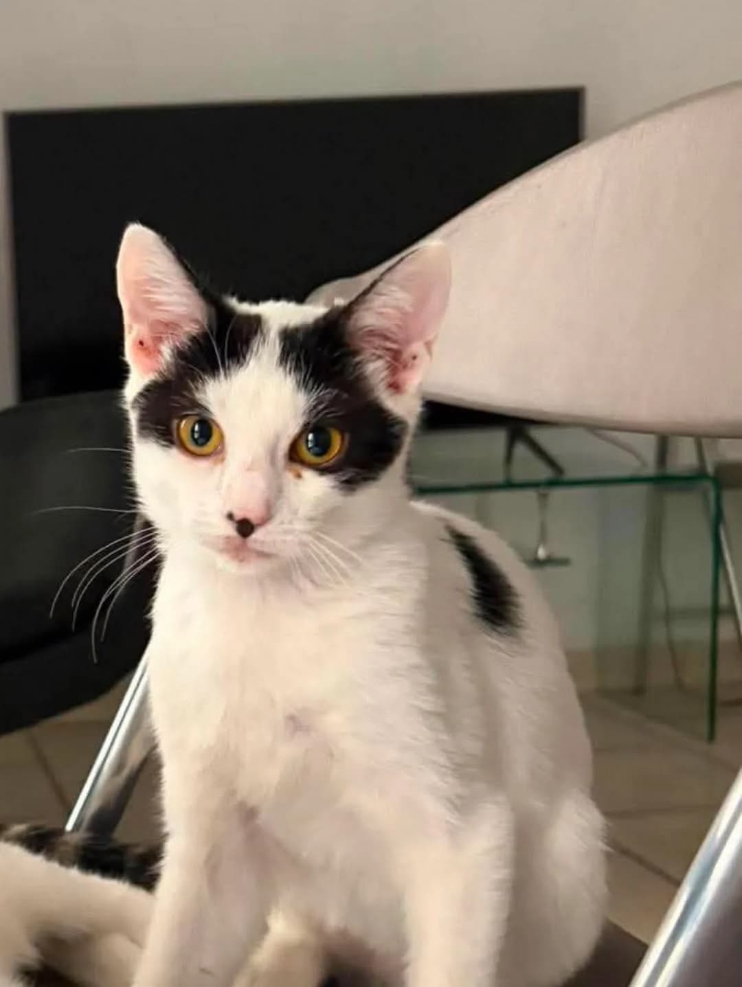 Sonata, female European Shorthair for adoption at THE BIG FIVE & Co