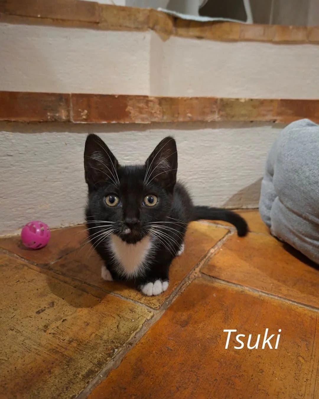 Tsuki, female European Shorthair for adoption at THE BIG FIVE & Co