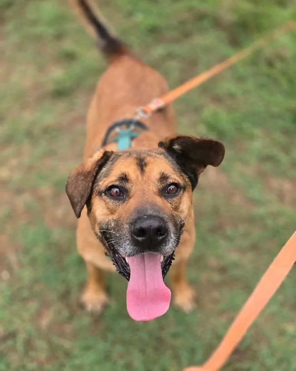 Will, male 7yo mixed breed for adoption at THE BIG FIVE & Co