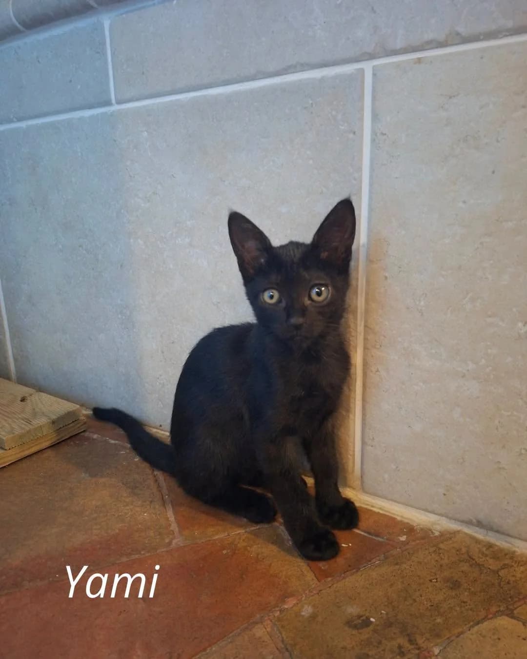 Yami, female European Shorthair for adoption at THE BIG FIVE & Co