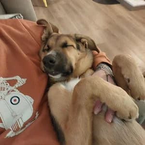 ULYSSE, male young Mixed Breed for adoption at The Rescue And Cie