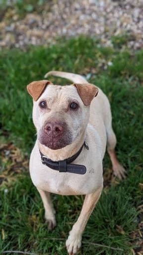 Betty - SOS, female senior Mixed Breed for adoption at Tiere kennen keine Grenzen / Animaux sans frontière