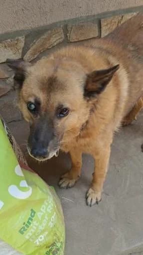 Hugo, male 6yo German Shepherd for adoption at Tiere kennen keine Grenzen / Animaux sans frontière