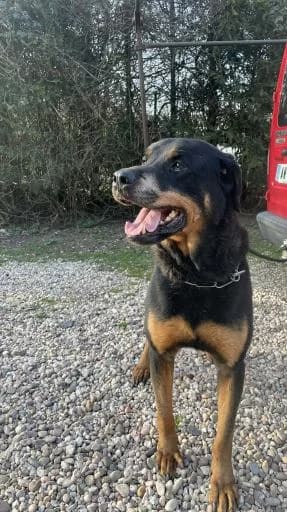 Benji, male senior Rottweiler for adoption at Tiere kennen keine Grenzen / Animaux sans frontière