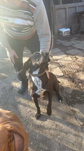 Jim, male young mixed breed for adoption at Tiere kennen keine Grenzen / Animaux sans frontière