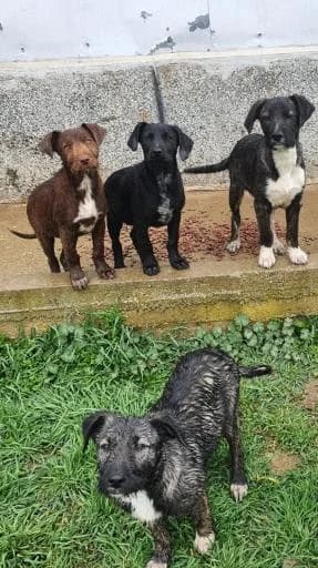 9 Welpen, male puppy Mixed Breed for adoption at Tiere kennen keine Grenzen / Animaux sans frontière