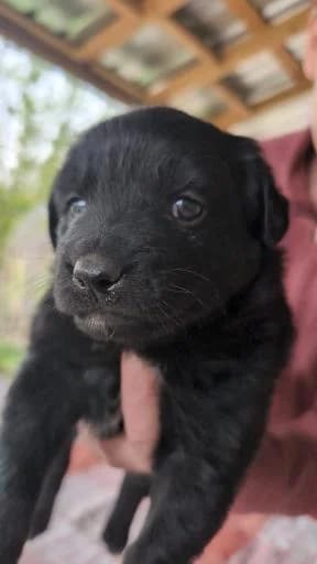 Crow, male puppy Mixed Breed for adoption at Tiere kennen keine Grenzen / Animaux sans frontière