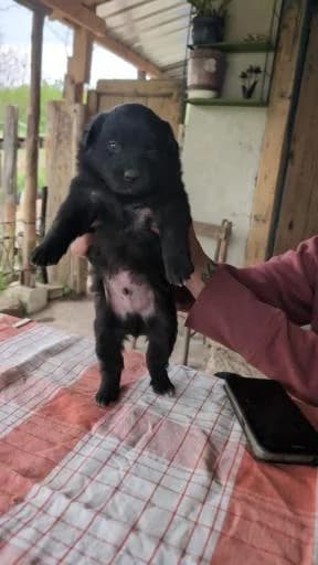 Raven, male puppy Mixed Breed for adoption at Tiere kennen keine Grenzen / Animaux sans frontière