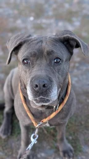Nina, male senior Cane Corso for adoption at Tiere kennen keine Grenzen / Animaux sans frontière