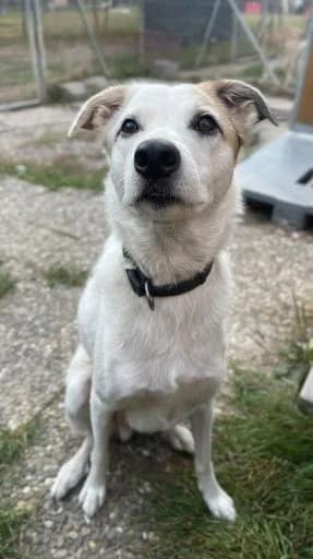 Keito, male 4yo Mixed Breed for adoption at Tiere kennen keine Grenzen / Animaux sans frontière