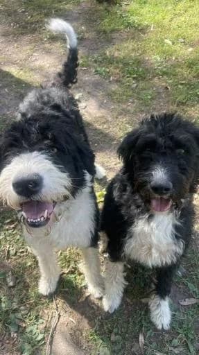 Gamin & Marcus, male 3yo Mixed Breed for adoption at Tiere kennen keine Grenzen / Animaux sans frontière