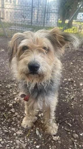 Paco, male 4yo Yorkshire Terrier for adoption at Tiere kennen keine Grenzen / Animaux sans frontière