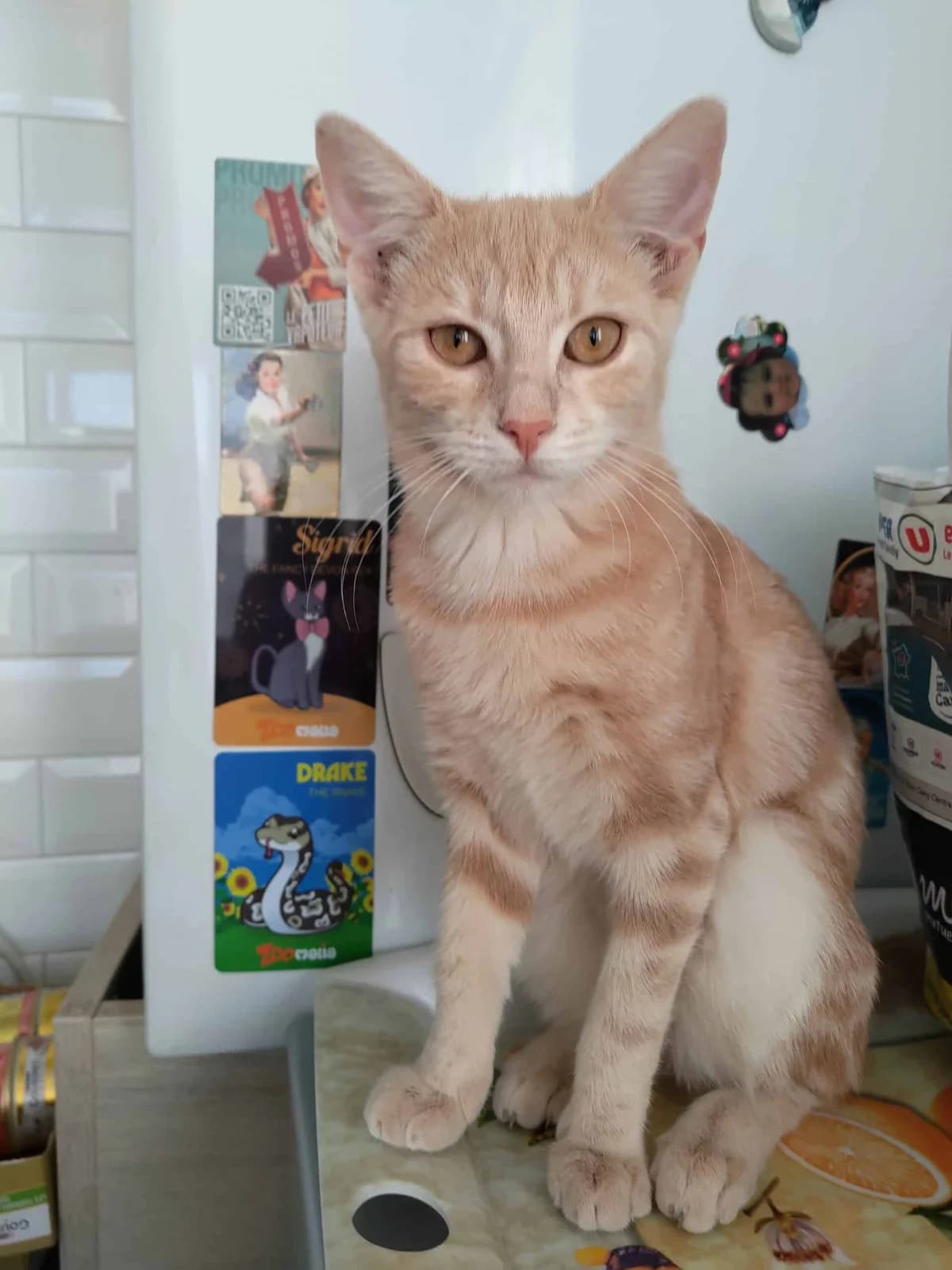 Zia, female Mixed Breed for adoption at Un espoir pour demain, un espoir pour demain