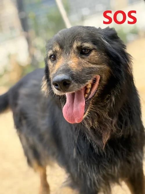 TAYSON, male senior Mixed Breed for adoption at Un Gîte Une Gamelle, Pollestres