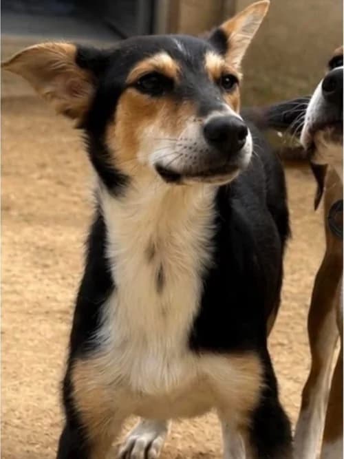 PUPPY, male puppy Mixed Breed for adoption at Un Gîte Une Gamelle, Pollestres