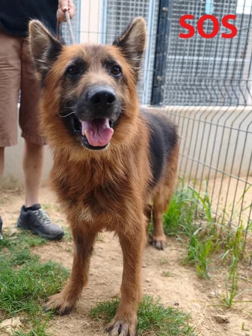 MAESTRO, male senior Mixed Breed for adoption at Un Gîte Une Gamelle, Pollestres