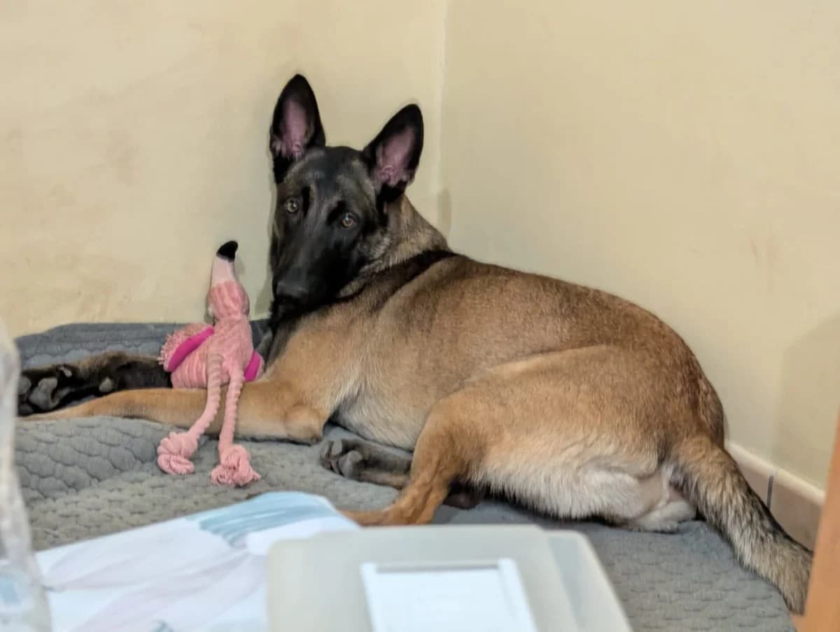 Maya, female Mixed Breed for adoption at UNE NOUVELLE CHANCE, Thodure