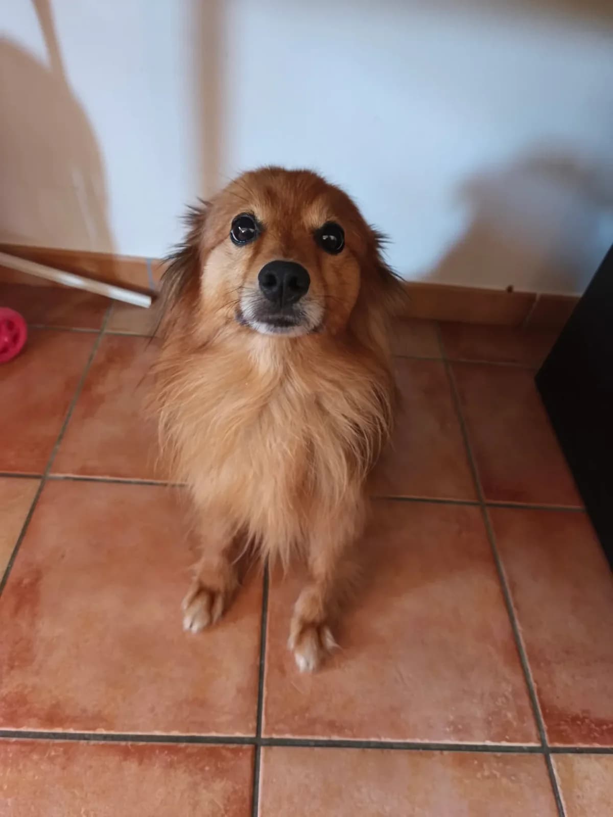 Oscar, male senior mixed breed for adoption at UNE NOUVELLE CHANCE, Thodure