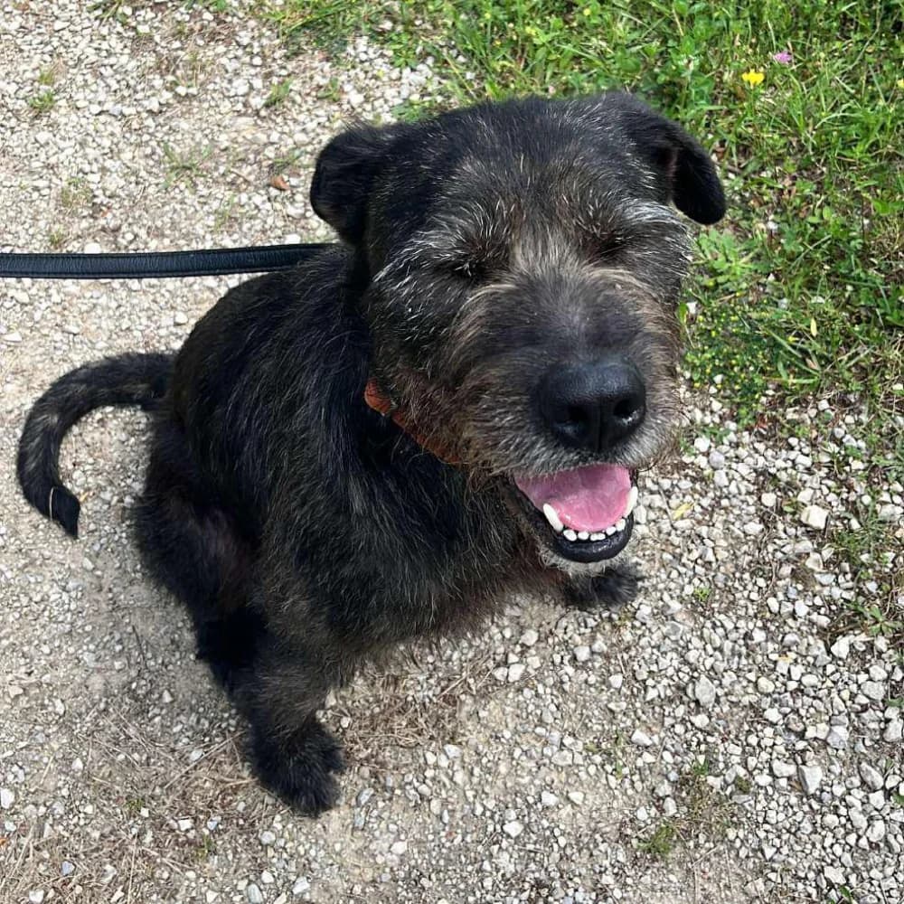 Peaky, male Mixed Breed for adoption at UNE NOUVELLE CHANCE, Thodure