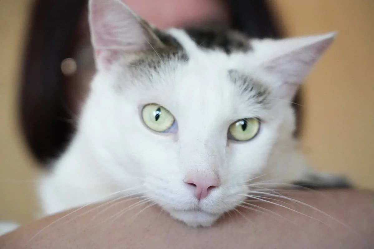 Rox, male 6yo Mixed Breed for adoption at Une Patte Dans la Main