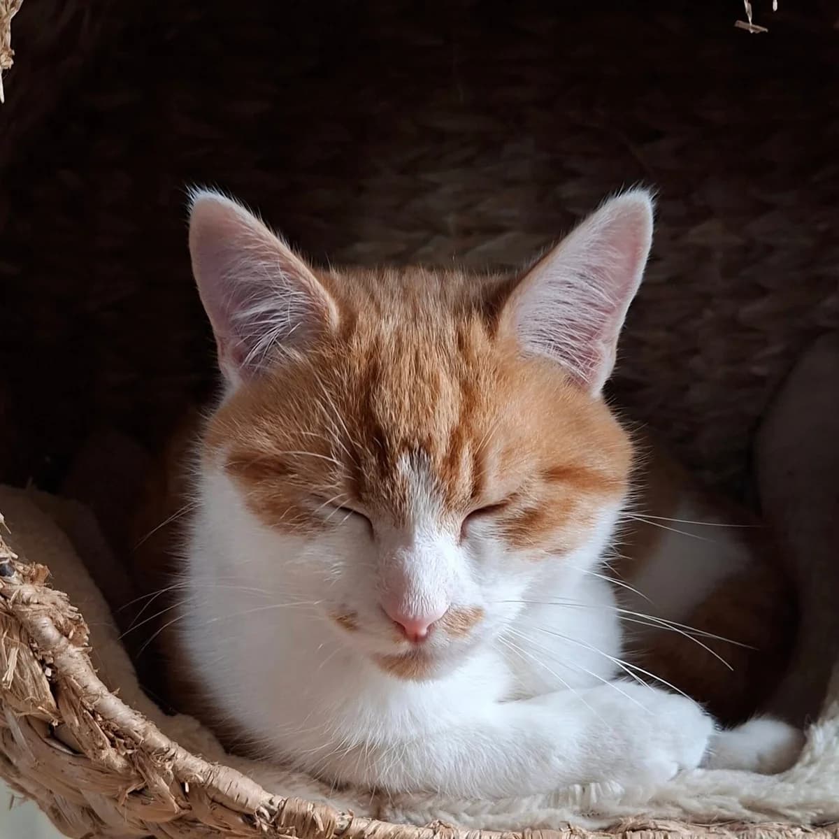Pepper, male young Mixed Breed for adoption at Une Patte Dans la Main
