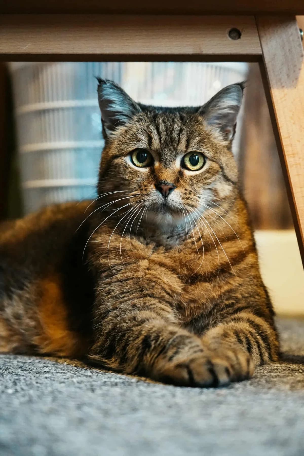 Peewee, female senior Mixed Breed for adoption at Une Patte Dans la Main