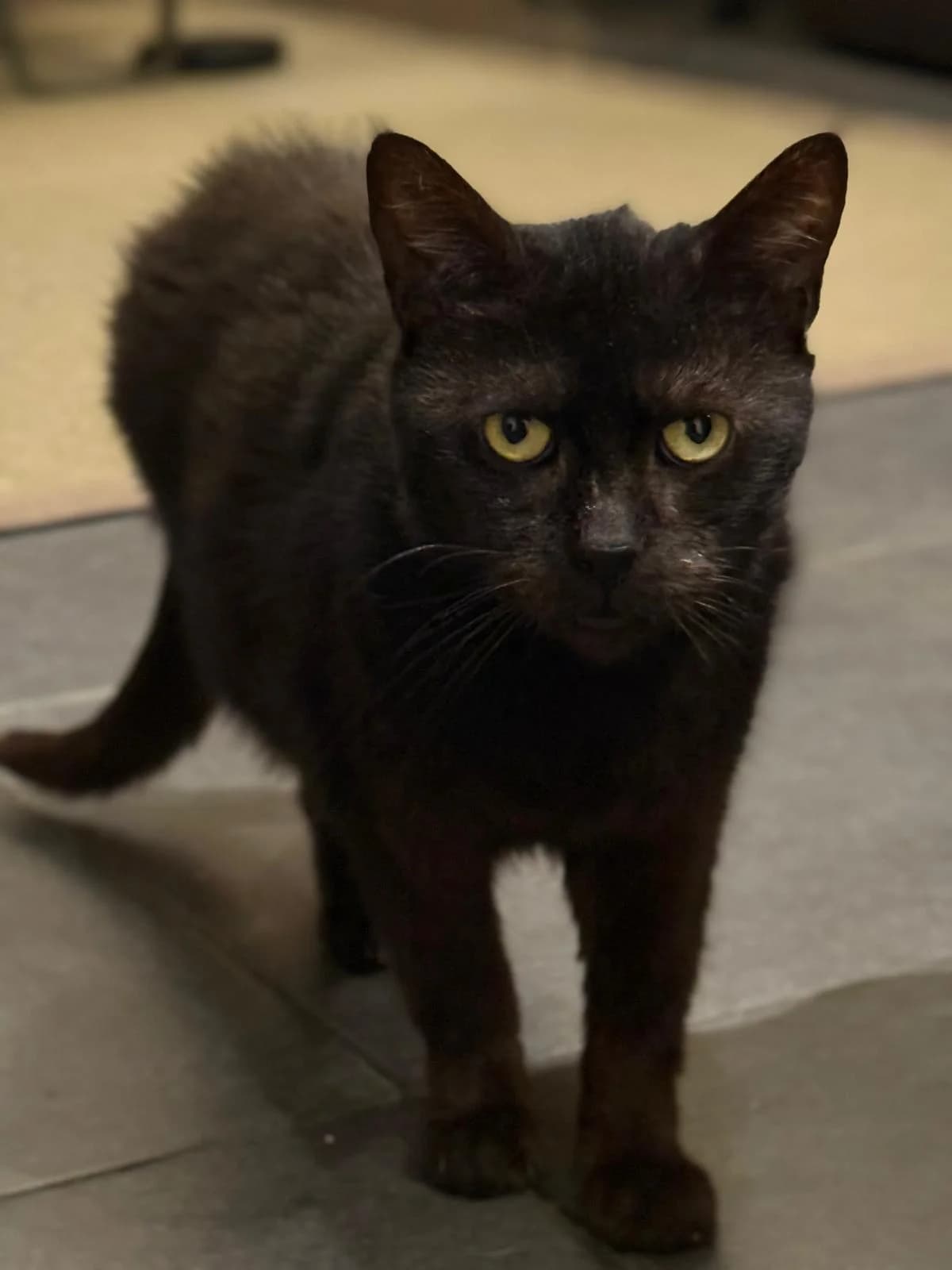 Mozart, male 4yo Mixed Breed for adoption at Une Patte Dans la Main