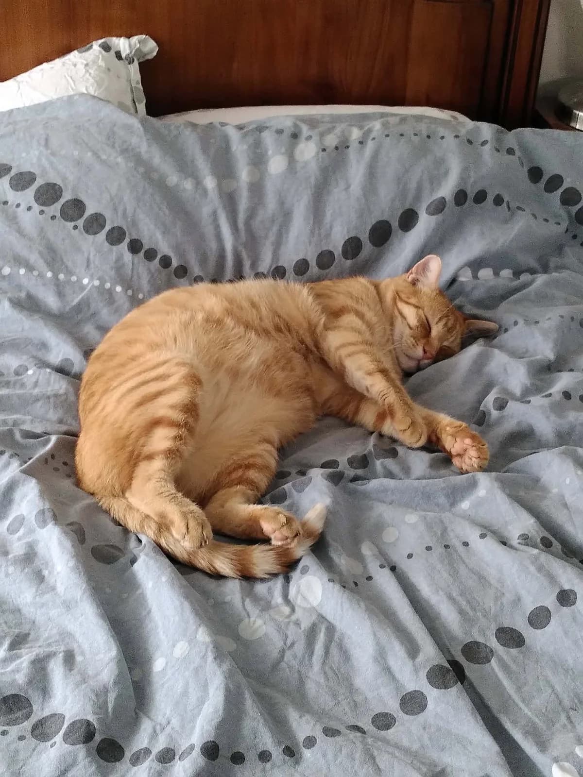 Syrus, male 4yo Mixed Breed for adoption at Une Patte Dans la Main