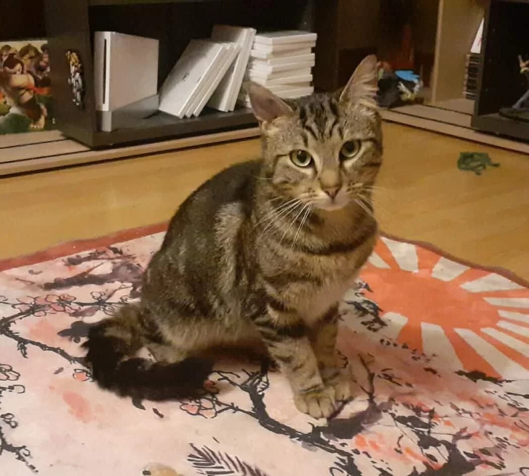 Tigrou, male 5yo Mixed Breed for adoption at Une Patte Dans la Main