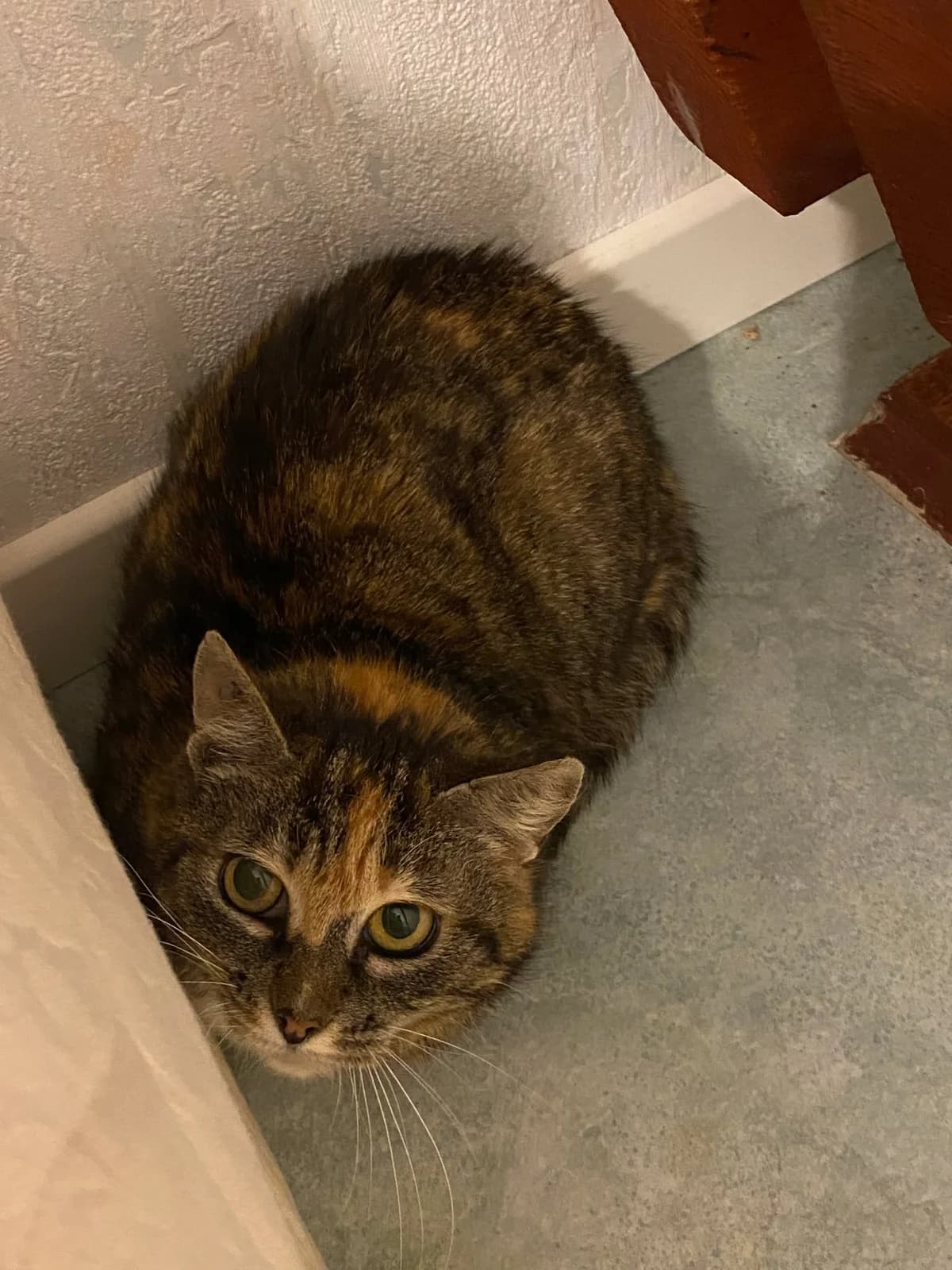Léia, female 6yo Mixed Breed for adoption at Une Patte Dans la Main