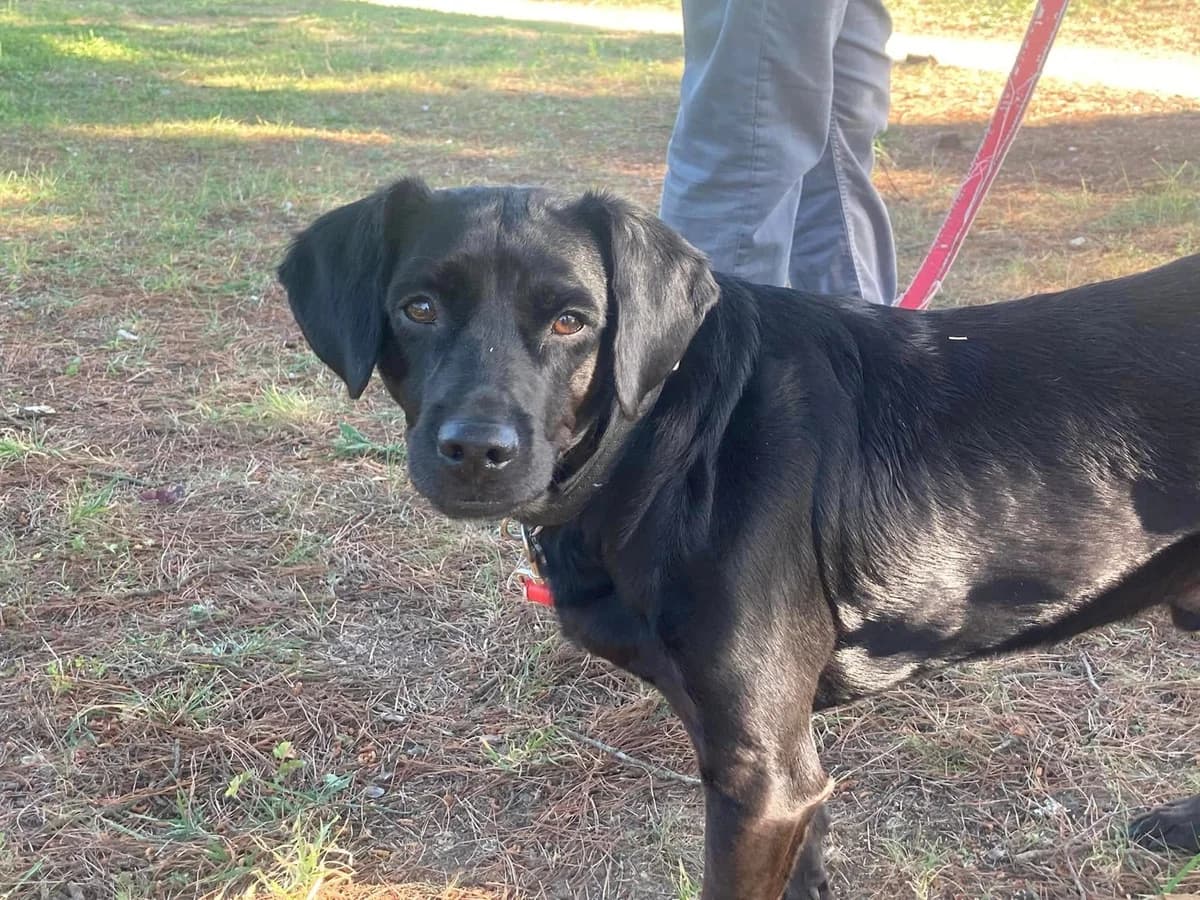 Naxo, female senior Mixed Breed for adoption at Une Patte Dans la Main