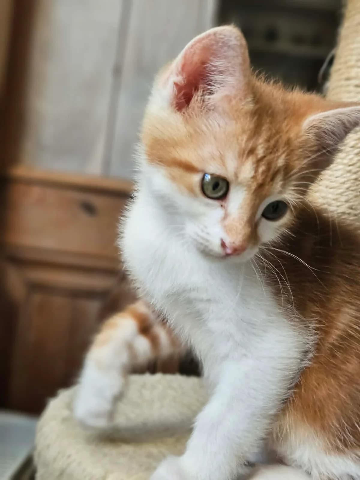Banksy, male puppy Mixed Breed for adoption at Une Patte Dans la Main