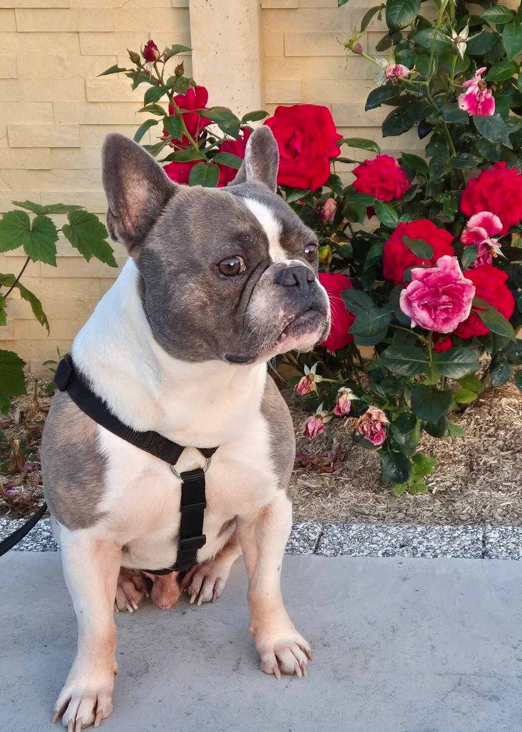 Rayven, male 6yo Mixed Breed for adoption at Une Patte Dans la Main